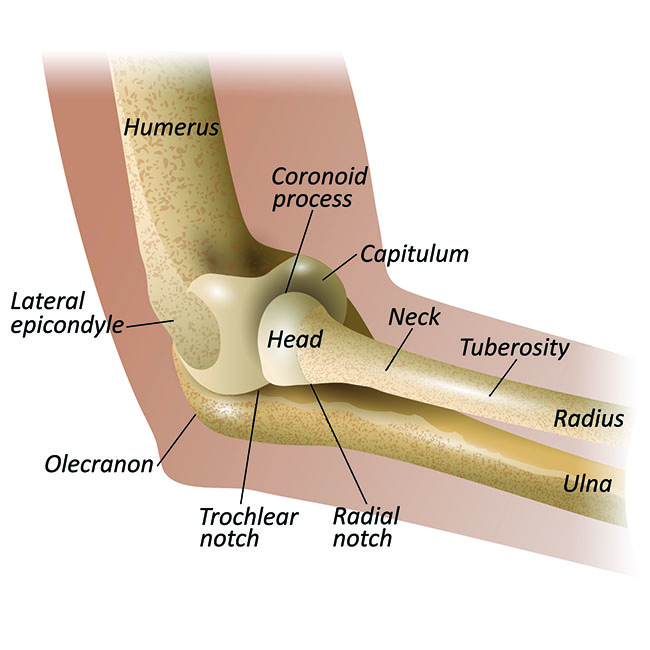 elbow fracture cast