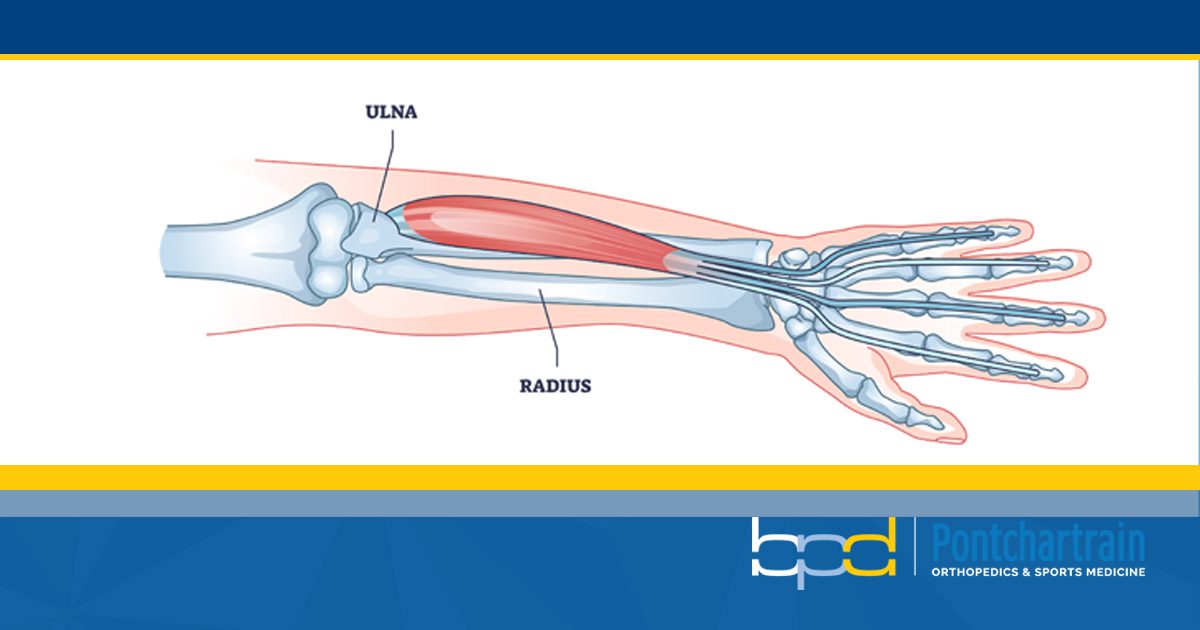 Forearm Fracture | Anatomy of the Forearm