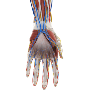 Palm Thorn Injury | Hand Anatomy