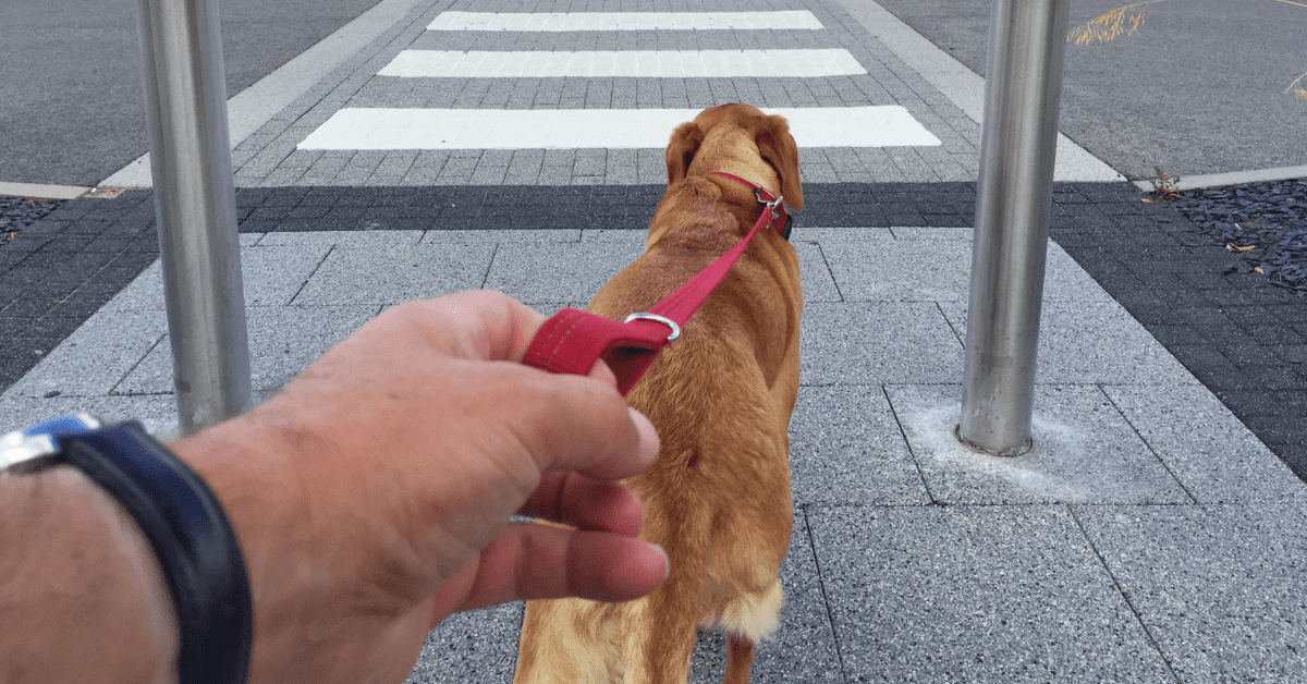 Dog Leash Hand Injuries